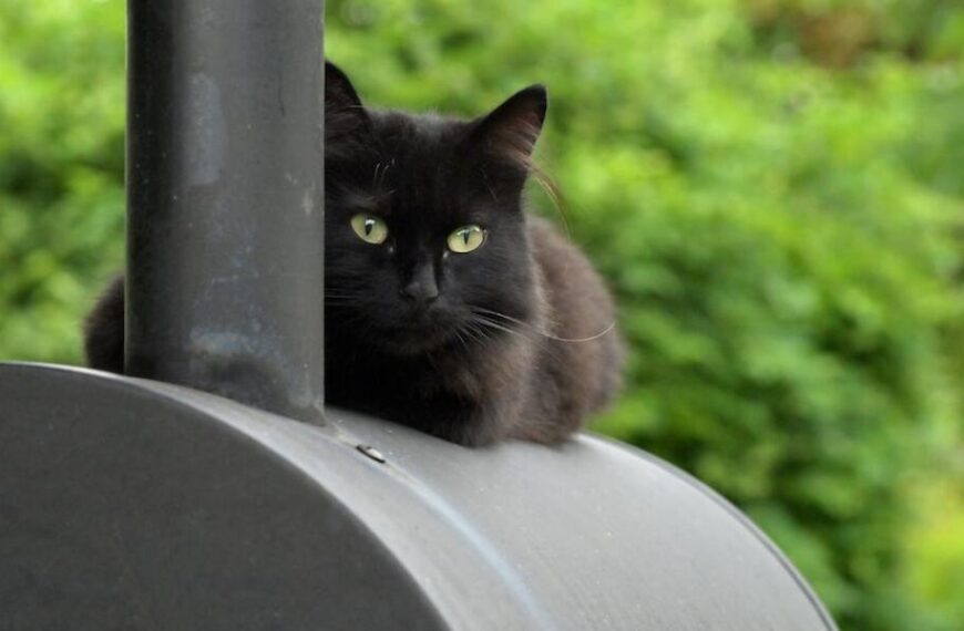 Can you use a metal dish in a convection microwave?