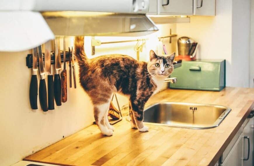 Is Bosch a true convection oven?
